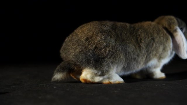 Closeup Of A Lop Rabbit Hopping Away From A Apple, Studio Shot, Dark Background