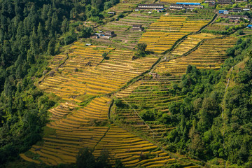 View of the rice field terraces in Chomrong village in Annapurna Sanctuary, Nepal. Chomrong is in the nerve centre of the upper reaches of the Annapurna Sanctuary.