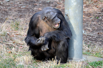 チンパンジー