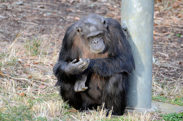 チンパンジー