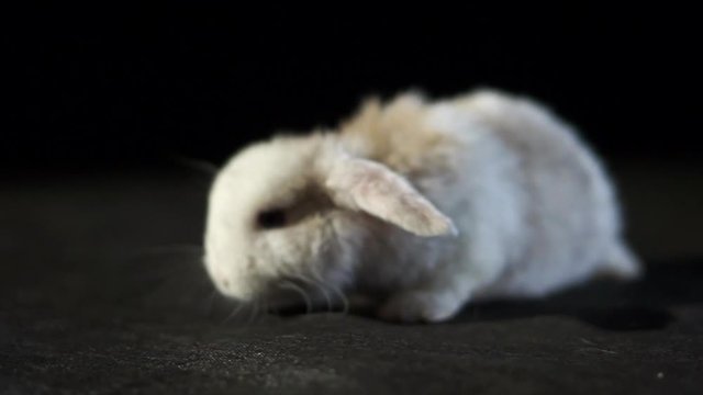 Closeup Of Mini Lop Dwarf Rabbit On A Black Studio Background Walking And Sniffing With Soft Fluffy Cream Fur And Floppy Ears