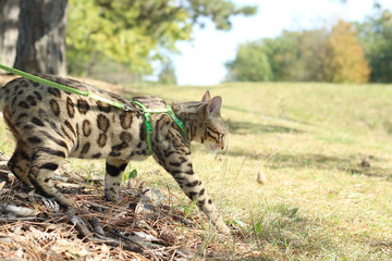 Beautiful bengal cat walking on a leash in the park