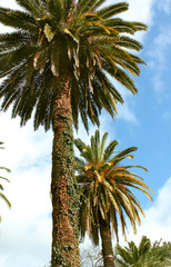 Palm trees closeup against blue sky	