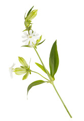 White wild flowers isolated on white background. 