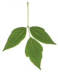 Young spring branch isolated on white. Isolated young green leaf of ash