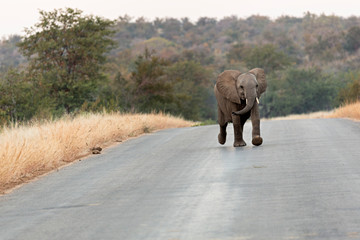 Cría de elefante en el parque Kruger, Sudáfrica.