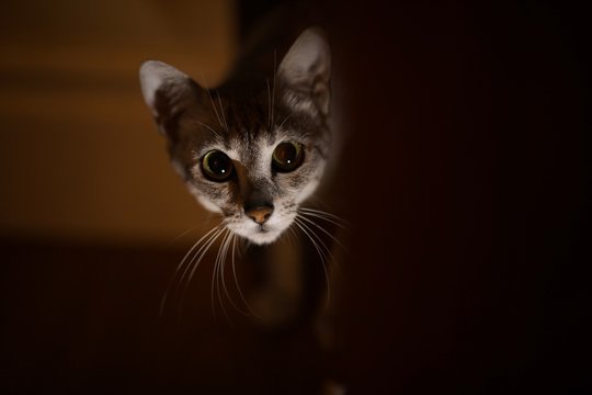 Scared Egyptian Mau cat, hiding in the dark background
