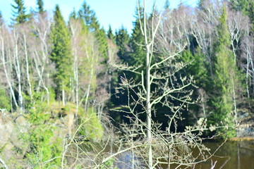 Wald 