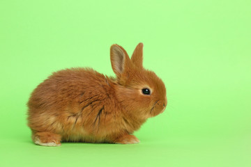 Adorable fluffy bunny on green background. Easter symbol