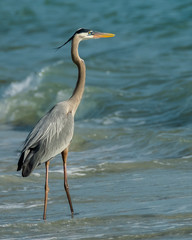 Great blue heron on Florida gulf coast beach on Don Pedro Island looking out to sea