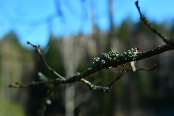 Wald 