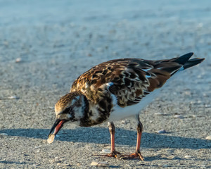 Sanderling on the beach on the Gulf of Mexico at Don Pedro Island Florida