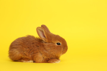 Adorable fluffy bunny on yellow background. Easter symbol