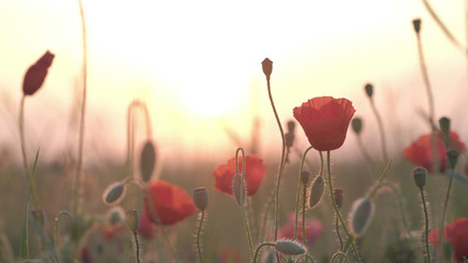 Spring meadow with red poppies at sunrise. Beautiful natural spring background