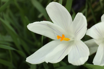 Obraz na płótnie Canvas Beautiful crocus flower in garden, closeup. Spring season