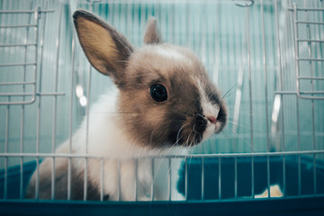 home rabbit in a cage