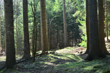 Wald 