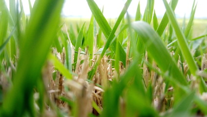 green grass with dew drops