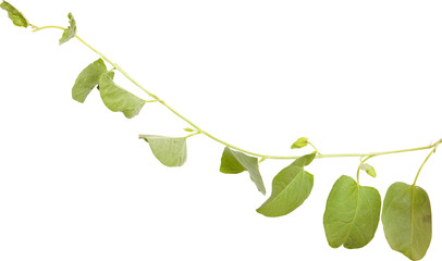 Obraz premium bindweed isolated on white background