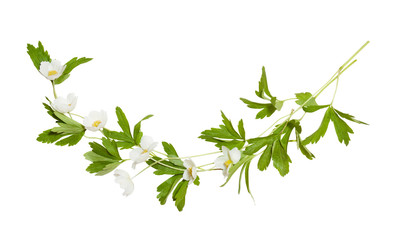 Bouquet of white anemone flowers. Decorative border composition with anemones. 