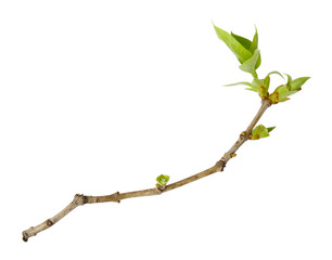 Young spring branch of lilac isolated on white. Spring mood. Lilac twig extracted on white...