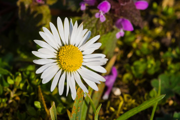 Obraz premium Macro photo of a daisy, close-up of a daisy, Bellis perennis