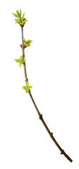 Young spring branch of lilac isolated on white. Spring mood. Lilac twig extracted on white background