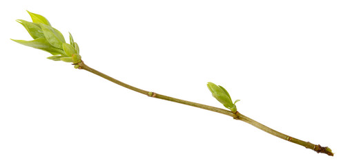 Young spring branch of lilac isolated on white. Spring mood. Lilac twig extracted on white...