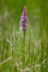 Naklejka premium orchidée dans un champ