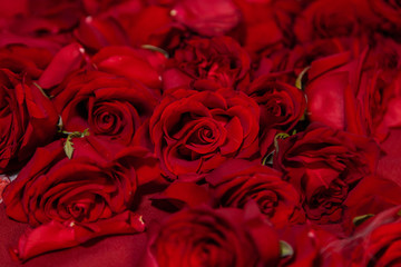 Naklejka premium Red roses close-up, texture of flowers.