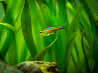 tetra growlight (Hemigrammus Erythrozonus) in a fish tank