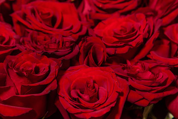Red roses close-up, texture of flowers.