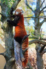 View of a Red Panda (Ailurus fulgens) in an outdoor park