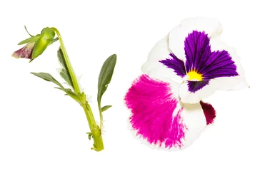 Fotobehang Isolated pin and white pansy flower on white background © Olga Mishyna