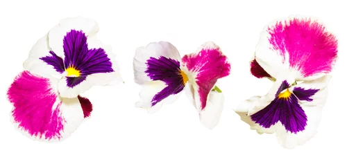 Fotobehang Isolated pin and white pansy flower on white background © Olga Mishyna