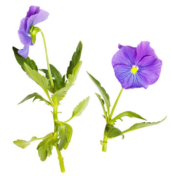 Isolated purple pansy flower on white background