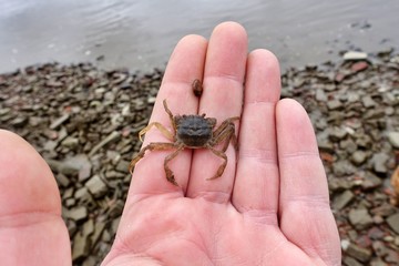 Junge Wollhandkrabbe, Eriocheir sinensis