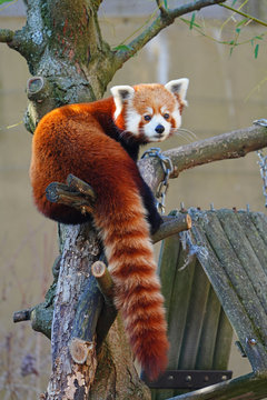 View of a red panda (ailurus fulgens)