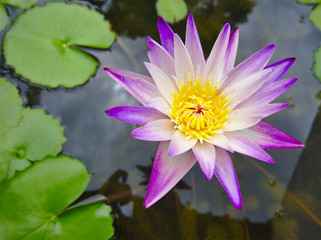 Purple lotus petals, yellow stamens in thePurple lotus petals, yellow stamens in the lotus pond during the day. lotus pond during the day.