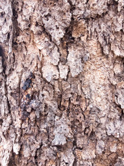 Coarse brown bark, rough surface