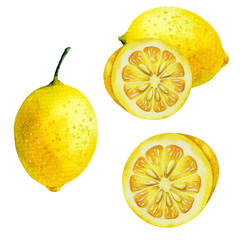Watercolor illustrations with lemons isolated on the white background.Element for design,card, invitation, poster. - 331249928