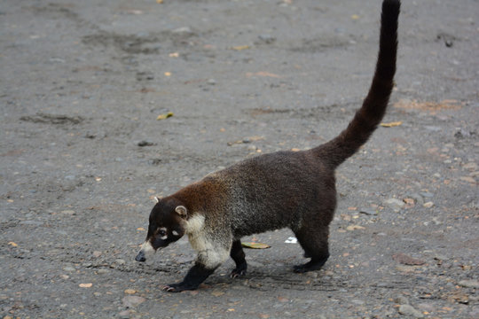 Coati