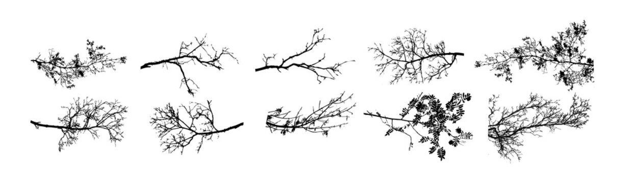 A set of tree sprigs. Vector illustration