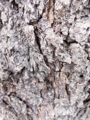 Coarse brown bark, rough surface