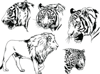 vector drawings sketches different predator , tigers lions cheetahs and leopards are drawn in ink by hand , objects with no background