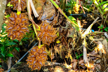 group of fresh red salak raw fruit brown color hanging on tree. long branch with spiky and sharp in farmer garden