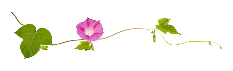Isolated flower of Convolvulus or bindweed. Creeping plant blooming with purple flowers