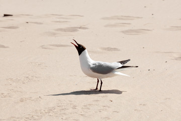 one seagull in the sand