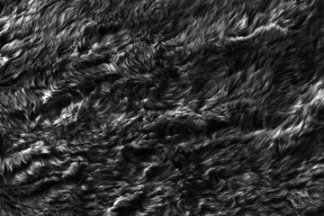 Black real wool with a darktop texture background, dark natural sheep wool, gray seamless cotton, fluffy fur texture for designers, close-up grey wool rug