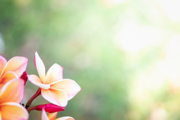 Amazing nature view of red leaf on blurred greenery background in garden and sunlight with copy space using as background natural green plants landscape, ecology, fresh wallpaper concept.